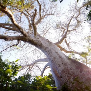 "Baobab Crab Tree" | Tanzania